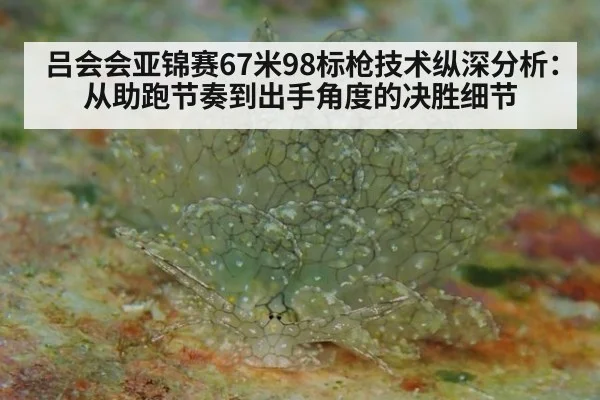 吕会会亚锦赛67米98标枪技术纵深分析:从助跑节奏到出手角度的决胜细节